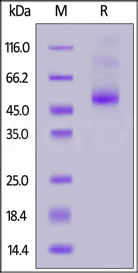 IL2-H82E6-sds