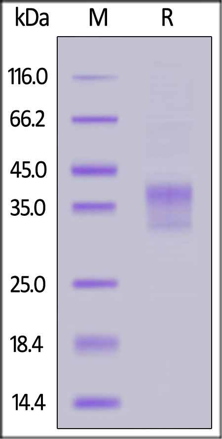 IL4-H82E5-sds