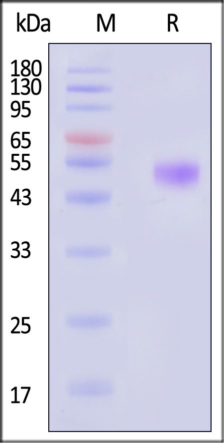 IL5-H5257-sds