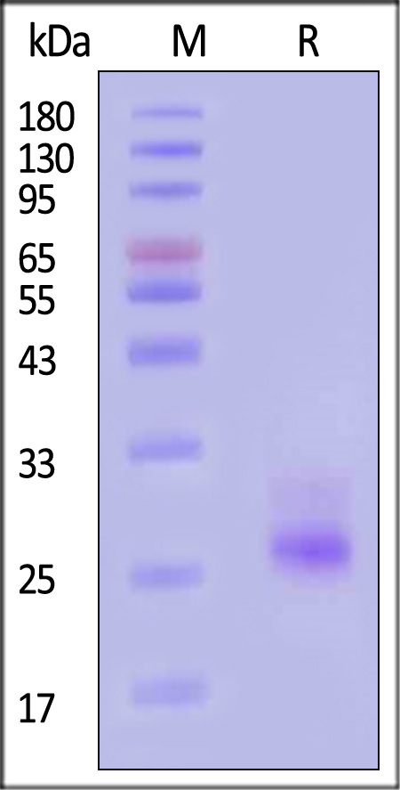 IL-6 SDS-PAGE