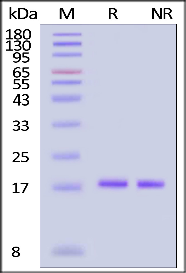 IL8-H5114-sds