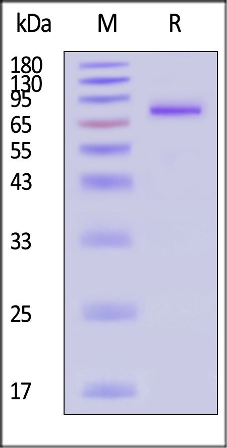 IL9-H5259-sds