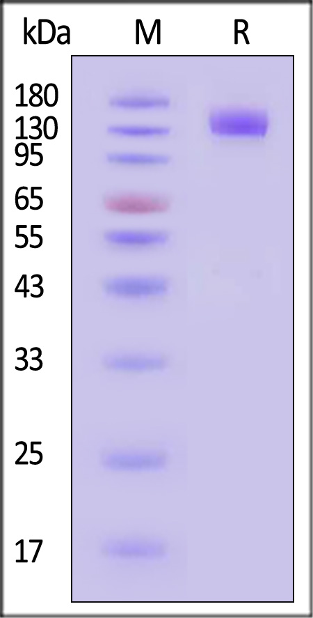 ILA-H82F6-sds