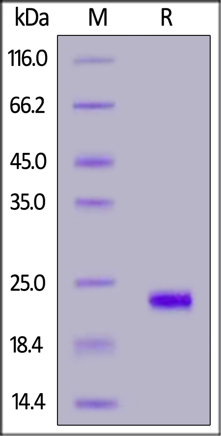 ILB-H51H5-sds