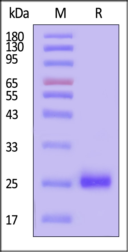 ILC-H52H7-sds