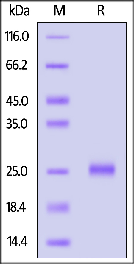 ILC-M52H7-sds