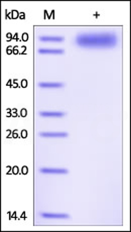 ILP-H5256-sds