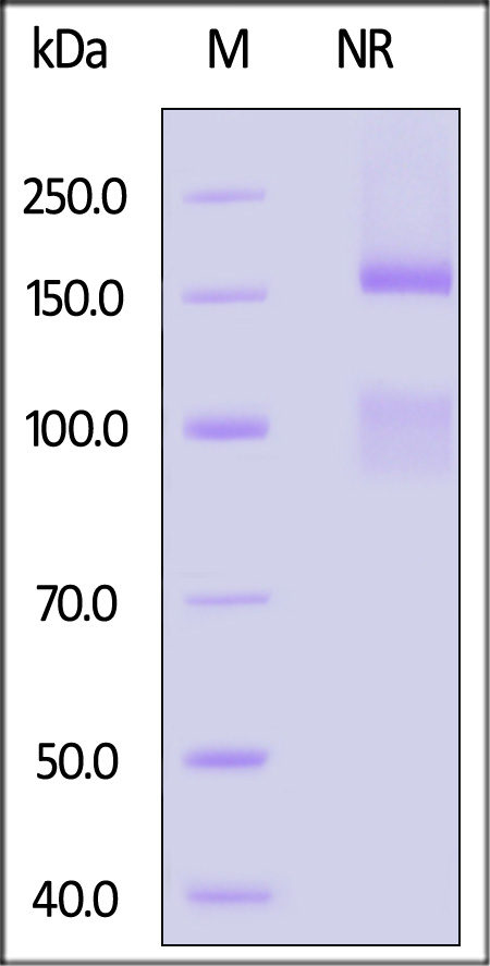 Integrin alpha 11 beta 1 SDS-PAGE