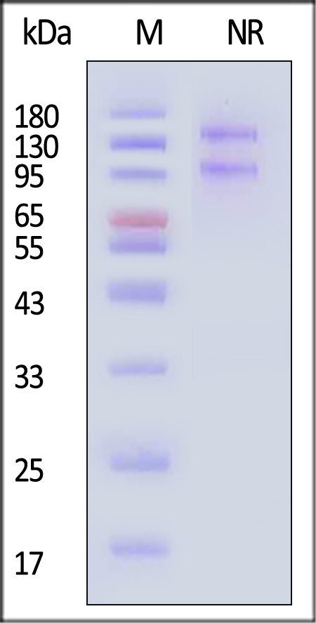 Integrin alpha 8 beta 1 SDS-PAGE