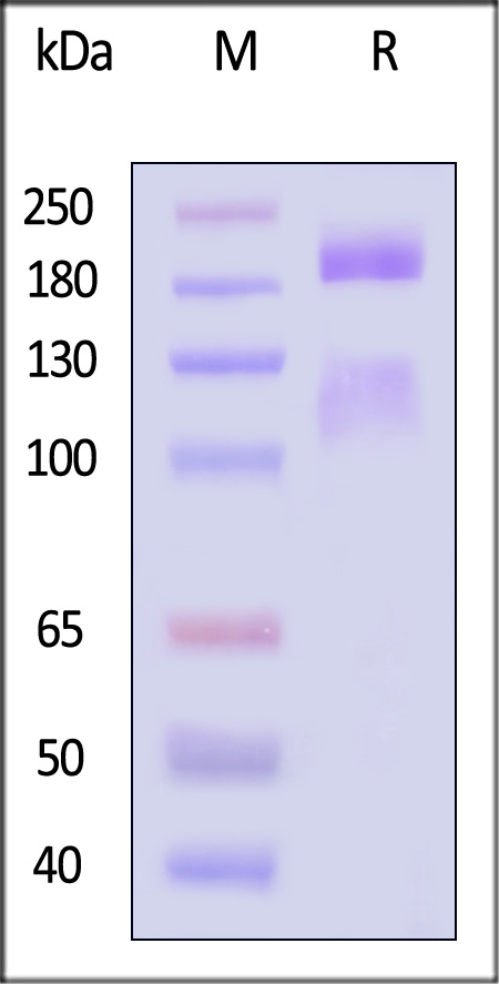 IT1-H52Wb-sds