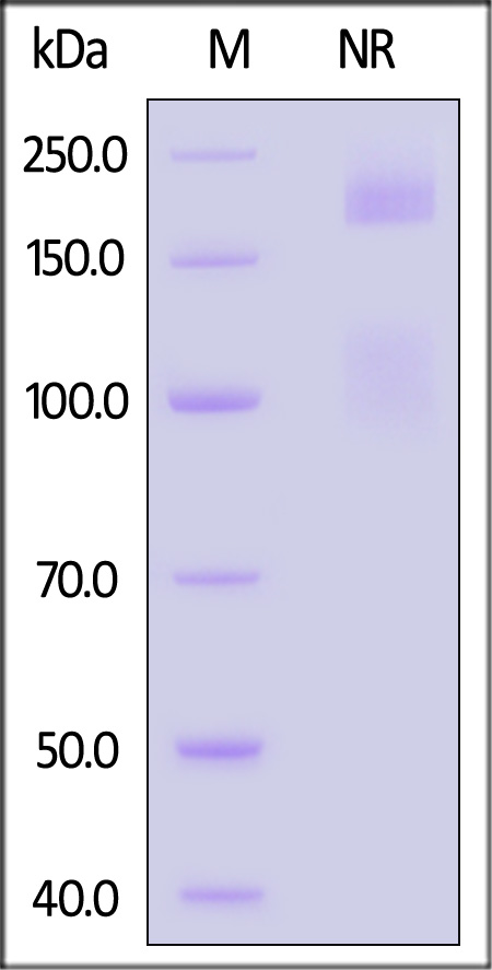 IT1-R52W7-sds