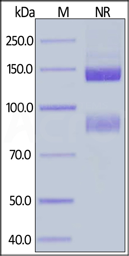 IT5-H52W5-sds