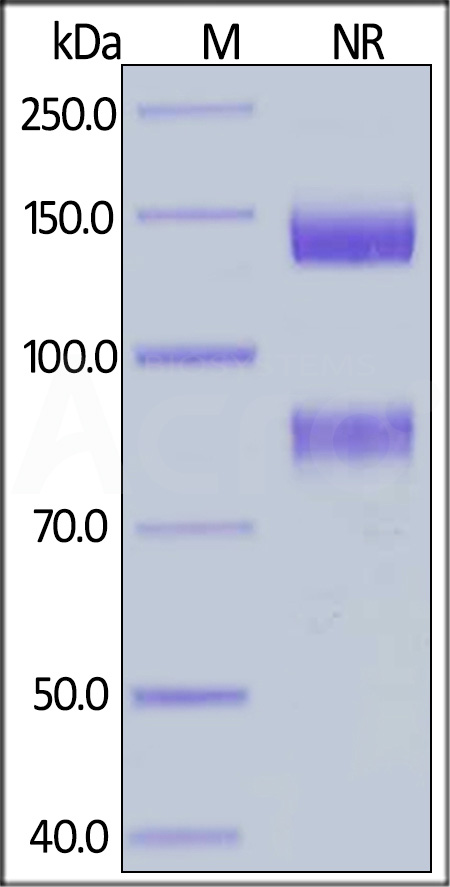 IT8-H52W4-sds