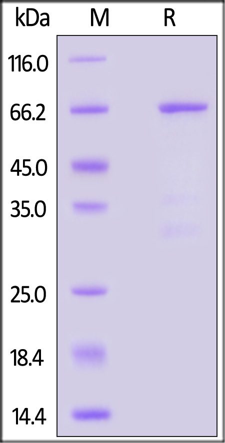 JAB1 SDS-PAGE