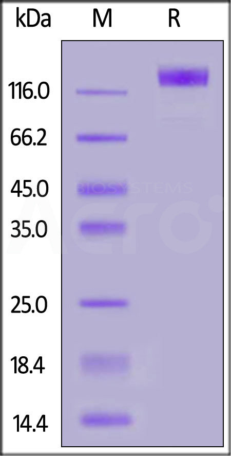 VEGF R2 SDS-PAGE