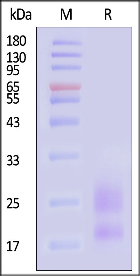 KLRG1 SDS-PAGE