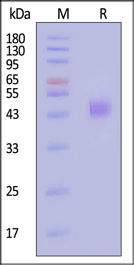 KREMEN2 SDS-PAGE