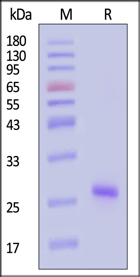 KRS-H51H6-sds