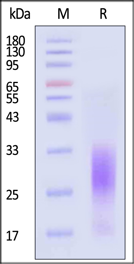 LAIR-1 SDS-PAGE