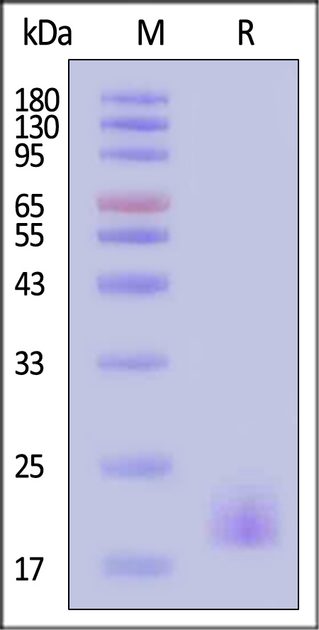 LAIR-2 SDS-PAGE