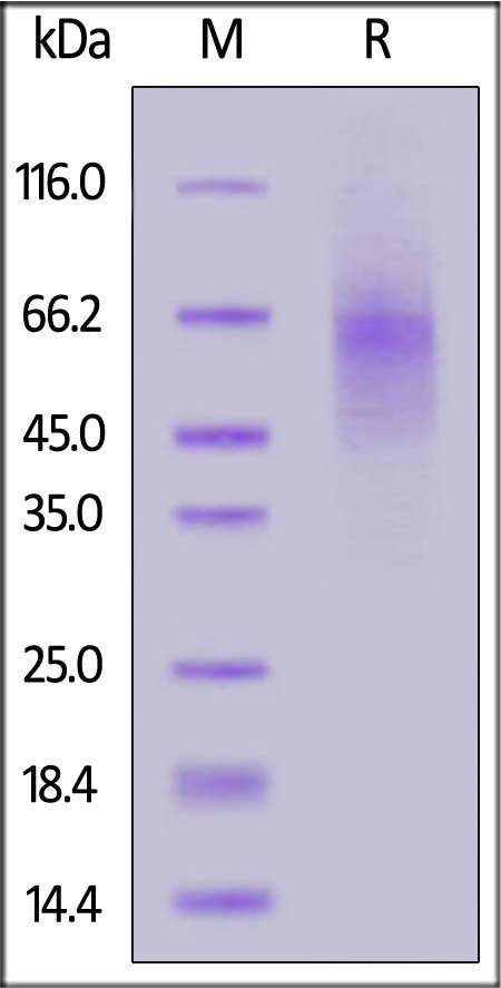 Cynomolgus LAG-3, His Tag (Cat. No. LA3-C82H3) SDS-PAGE gel