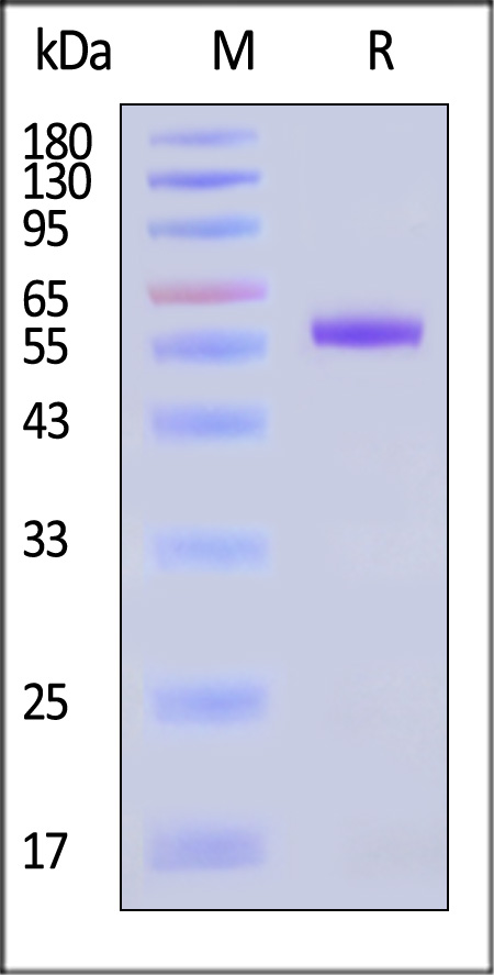 LA3-H52H3-sds