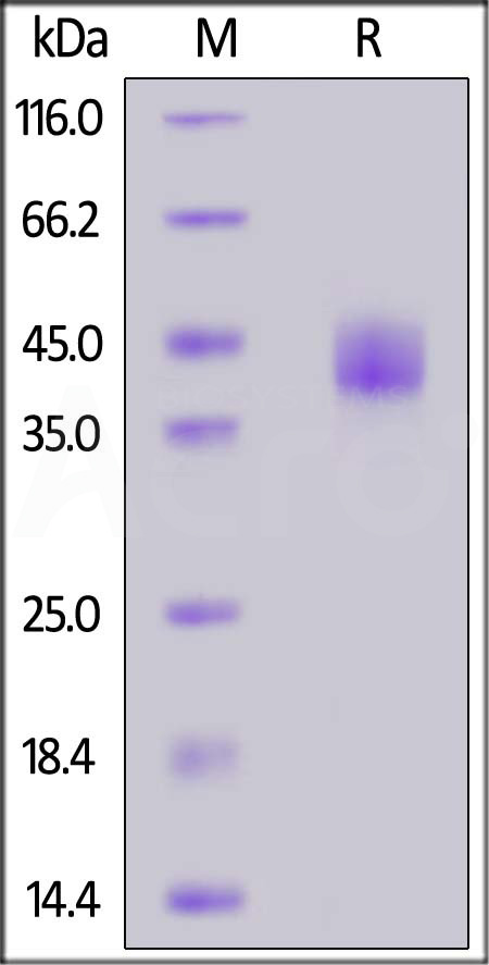 LAP (TGF-beta 1) SDS-PAGE