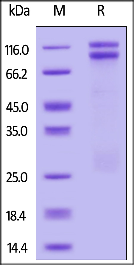 LDL R SDS-PAGE