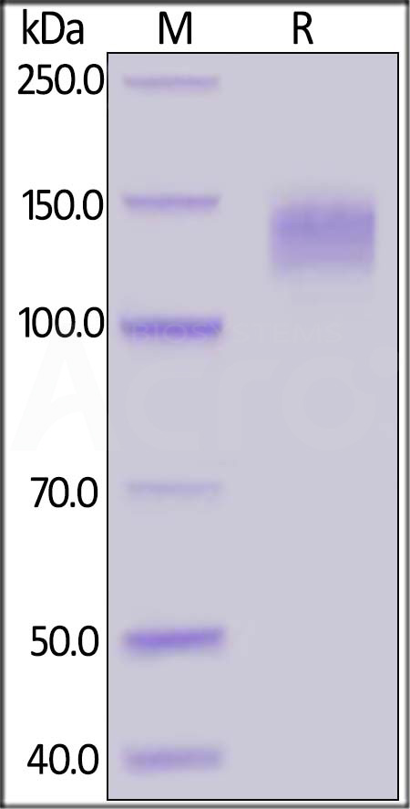 LDL R SDS-PAGE