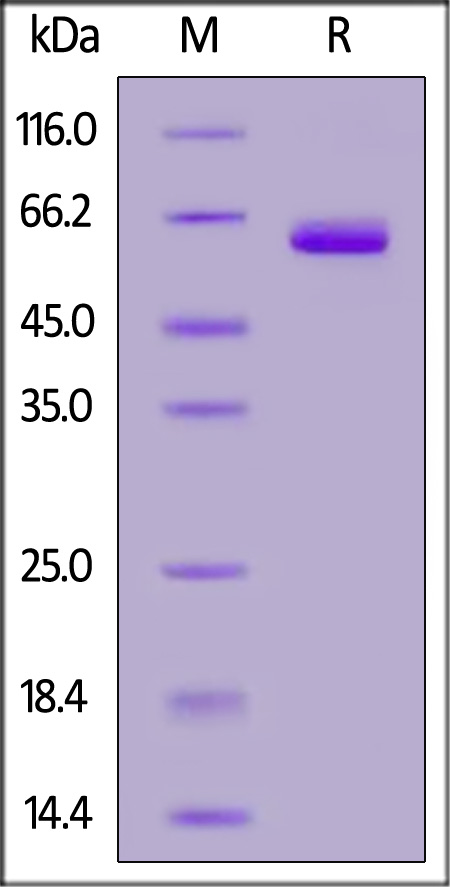 LI4-H5256-sds