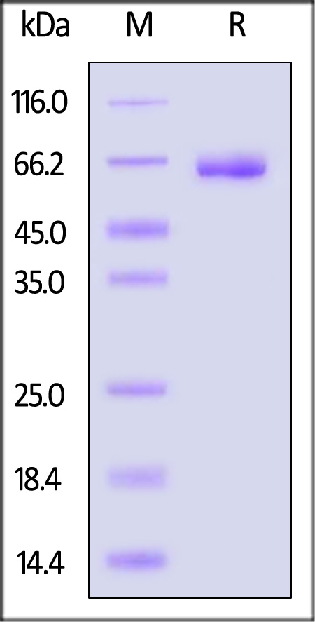 LILRB4 SDS-PAGE