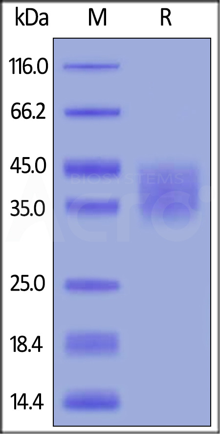 LIF-H521b-sds