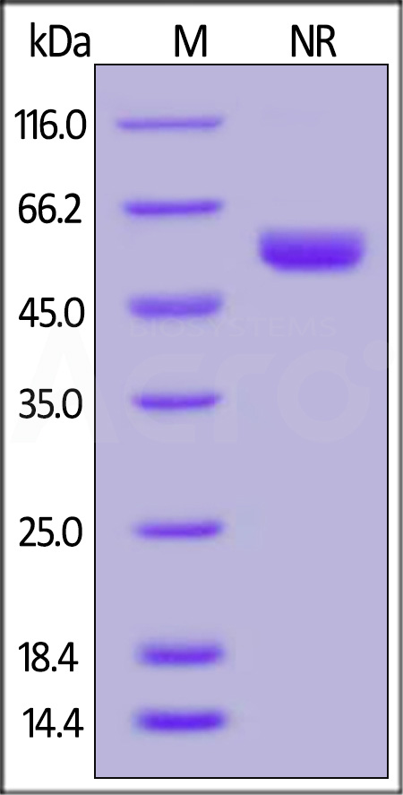 LIGHT SDS-PAGE