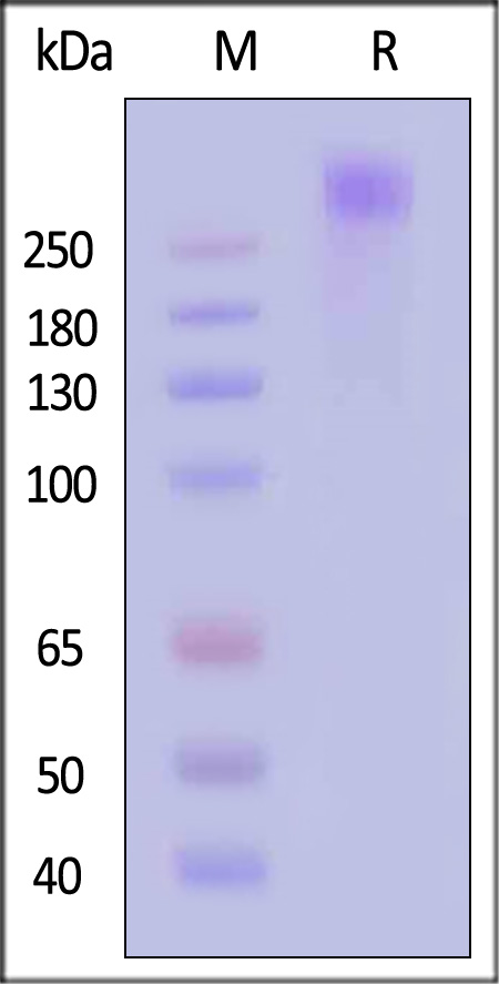 LPA SDS-PAGE