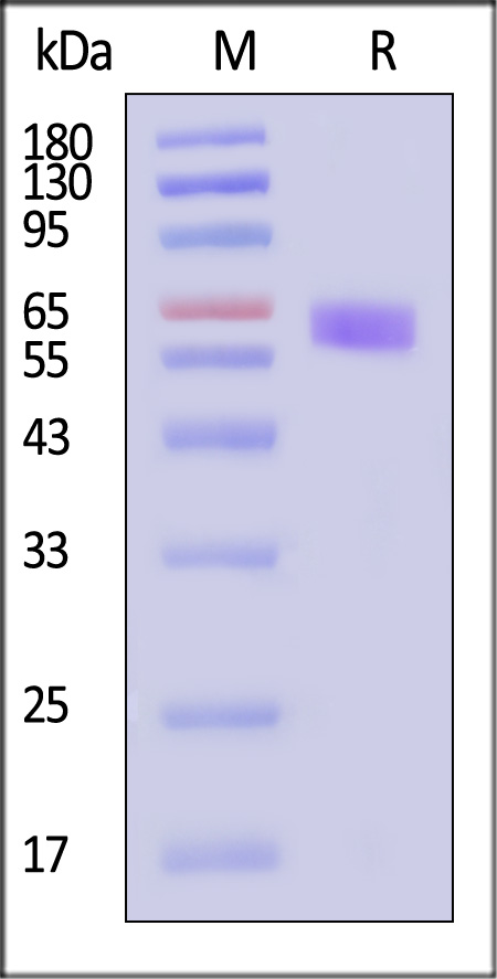 LR5-H51H3-sds