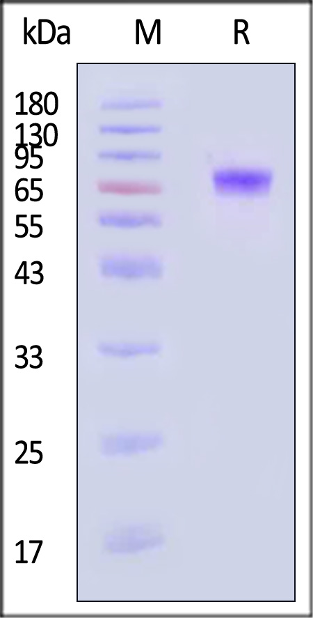 LR5-H52H3-sds