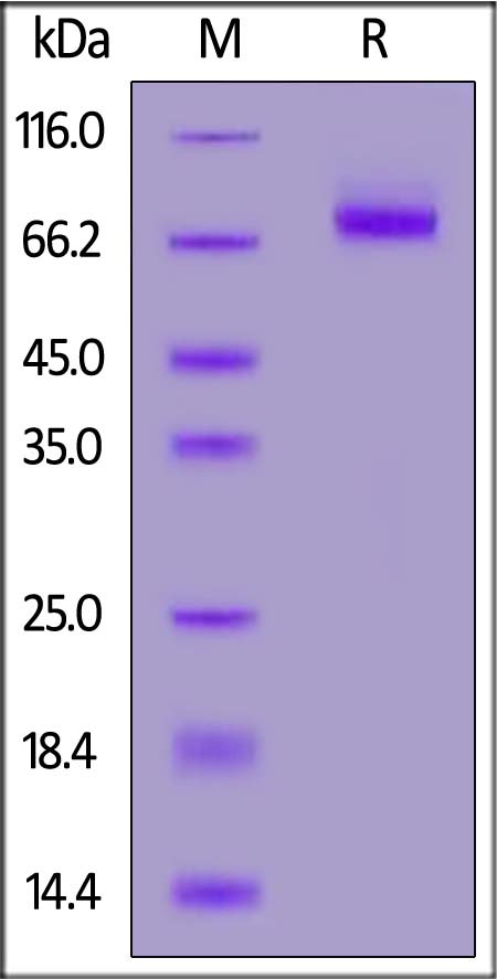 LRRC15 SDS-PAGE