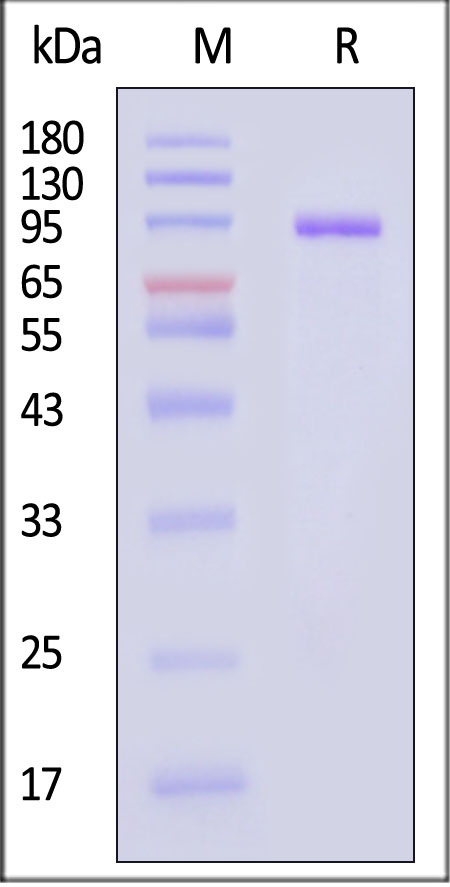 LRRC15 SDS-PAGE