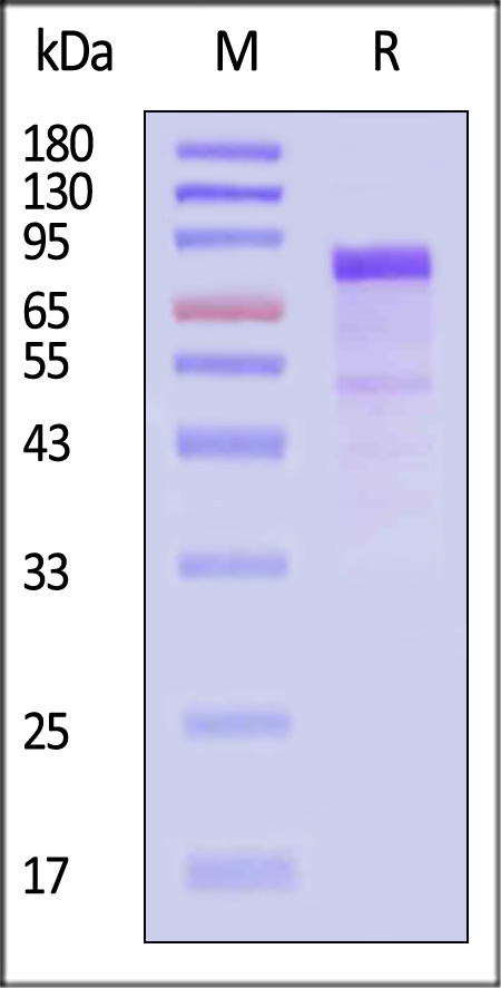 LRP-6 SDS-PAGE