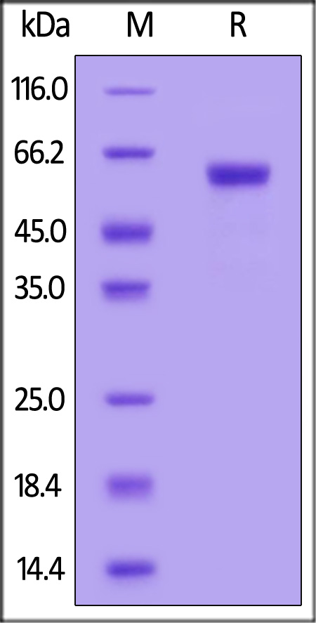 Human LTBR, Fc Tag (Cat. No. LTR-H5259) SDS-PAGE gel