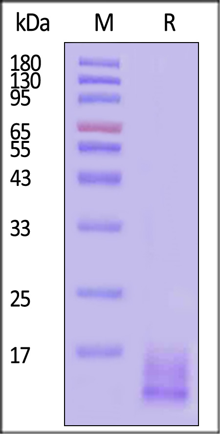 LYD-H5243-sds