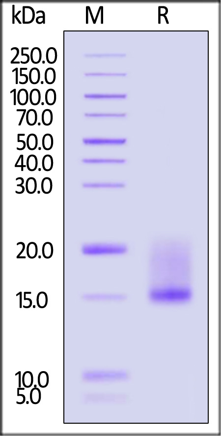 LYD-R5245-sds