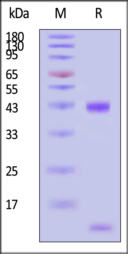 MA9-C82T6-sds