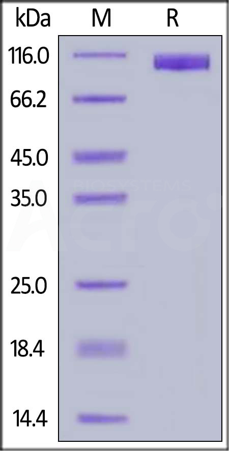 MAG / Siglec-4a SDS-PAGE