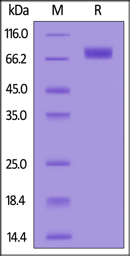 Biotinylated Mouse MAG, His,Avitag (Cat. No. MAG-M82E9) SDS-PAGE gel