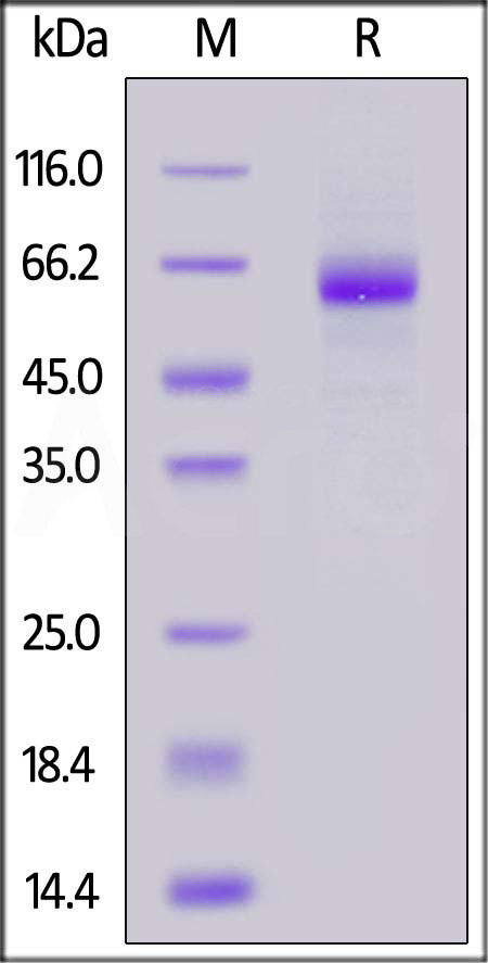 Cynomolgus MARCO, His Tag (Cat. No. MAR-C5248) SDS-PAGE gel