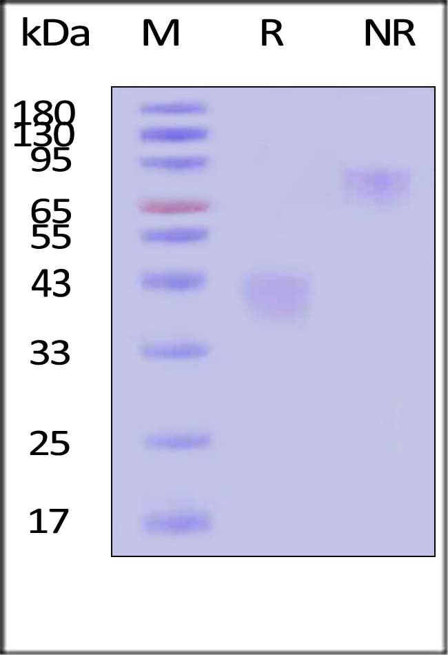 M-CSF SDS-PAGE