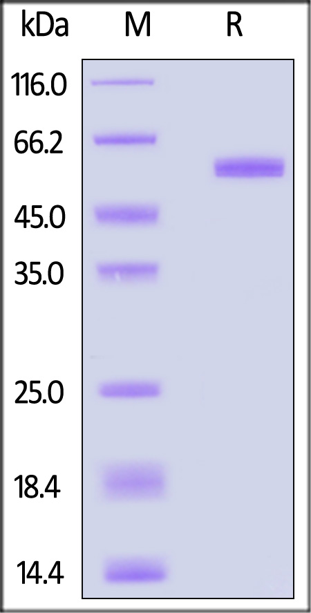 MMP-1 SDS-PAGE