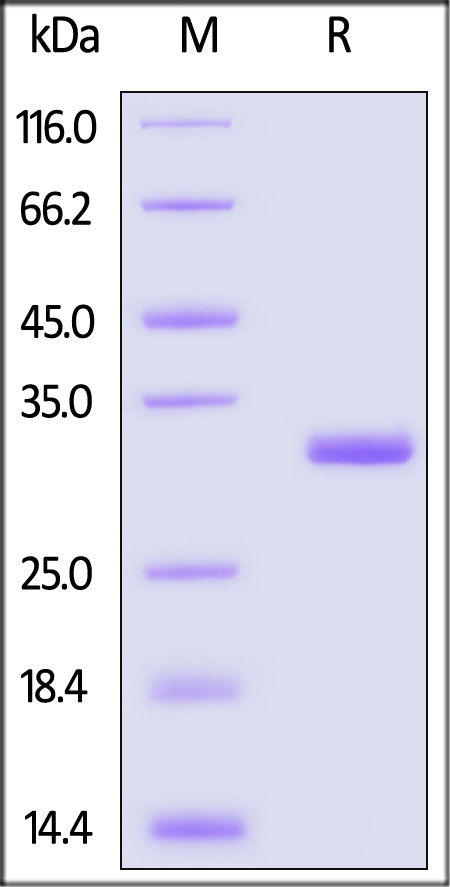 MMP-3 SDS-PAGE