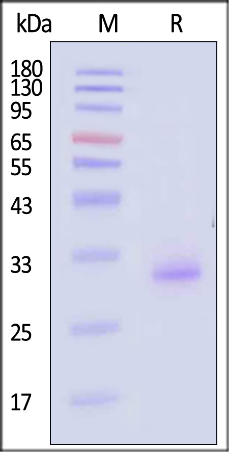 Mesothelin SDS-PAGE